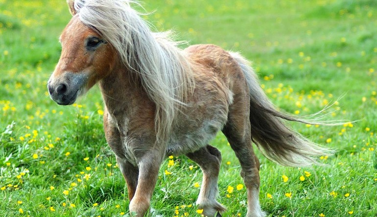 AVETE MAI CAVALCATO UN PONY?